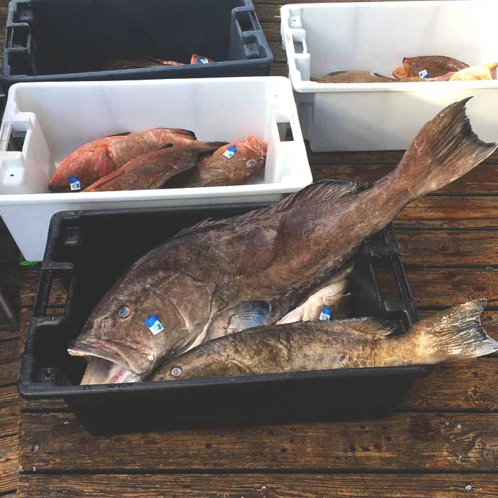 Dock full of grouper and snapper baskets