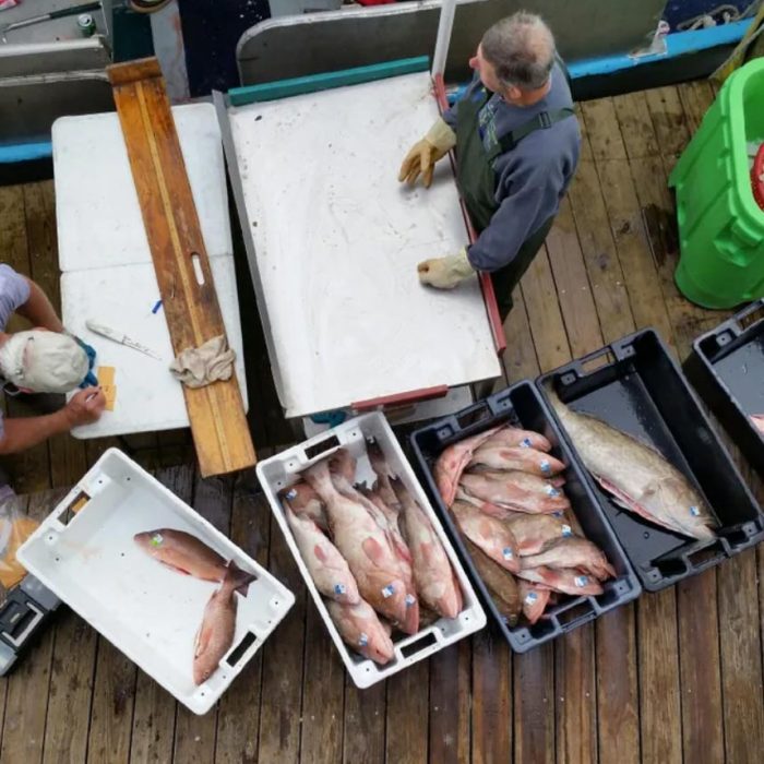 Fresh Fish Heads 10lbs Grouper & Snapper Wild Seafood Market
