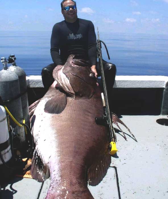 Giant grouper on boat after spearfishing