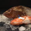 Fresh Whole Red Grouper Fish - Gulf Wild Tagged - Pair on ice in market
