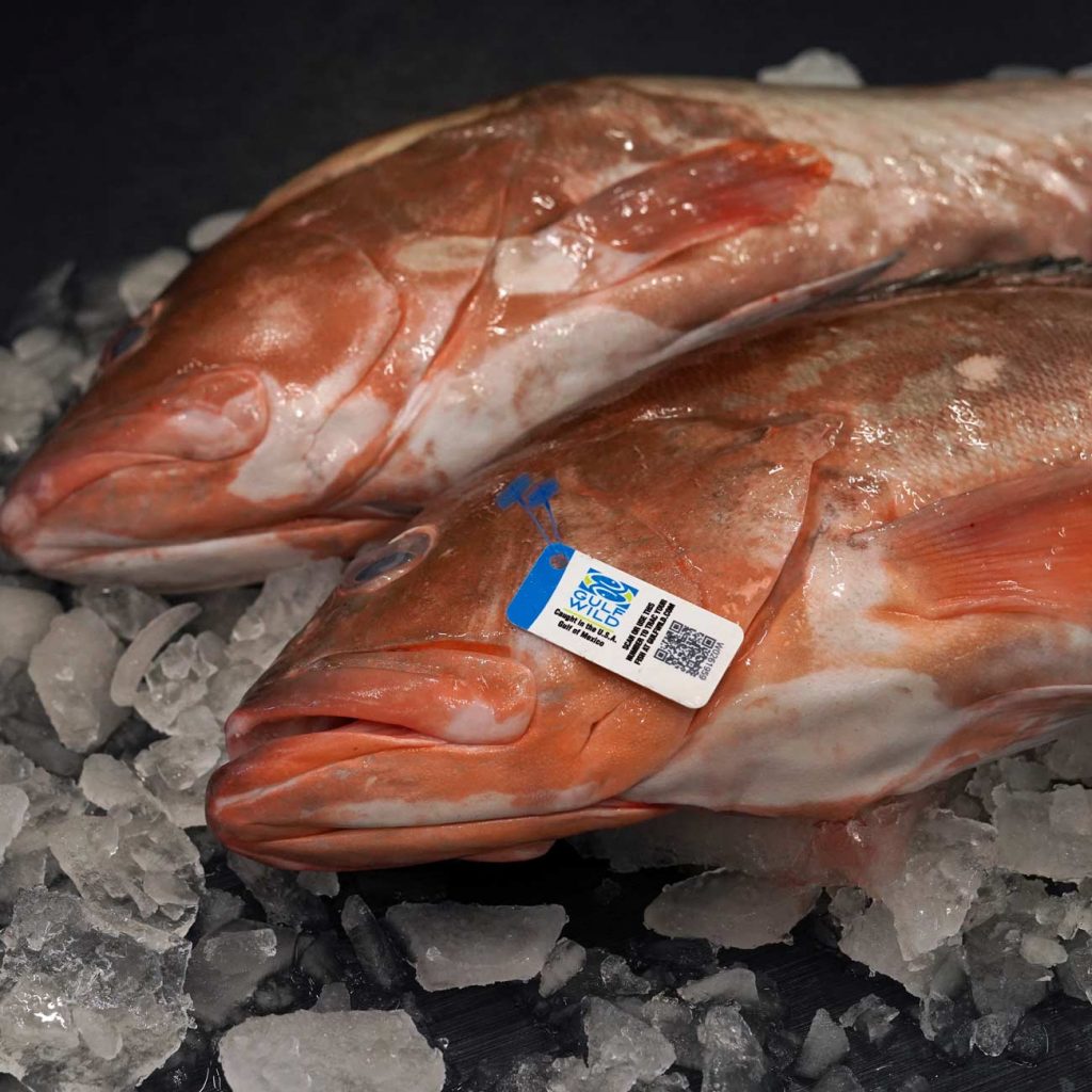 Fresh Whole Red Grouper Fish - Gulf Wild Tagged - Pair on ice in market