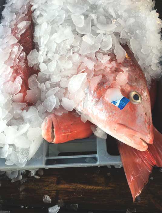 Red Whole Grouper