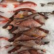Hog Fish sale at Don’s Dock