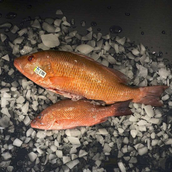 Whole Mangrove Snapper on Ice