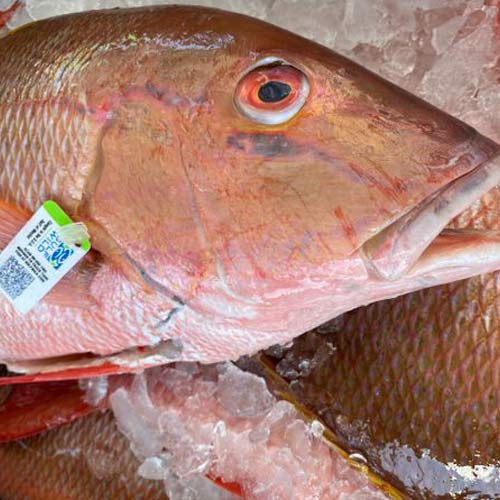 Fresh Mutton Snapper with Gulf Wild fish tracking tag