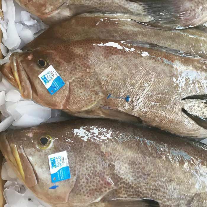 Fresh Scamp Grouper ready for sale