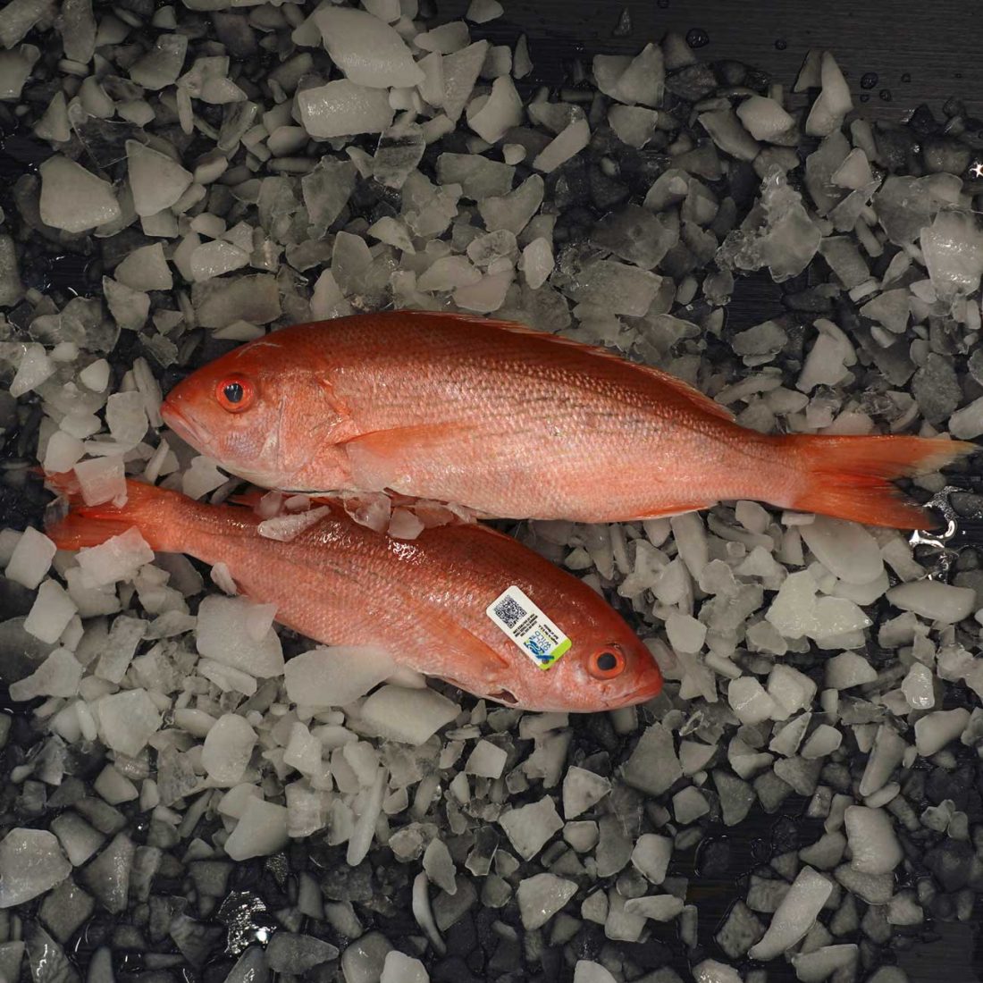 vermilion snapper