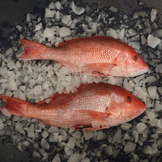 Red Snapper fresh on ice, whole fish