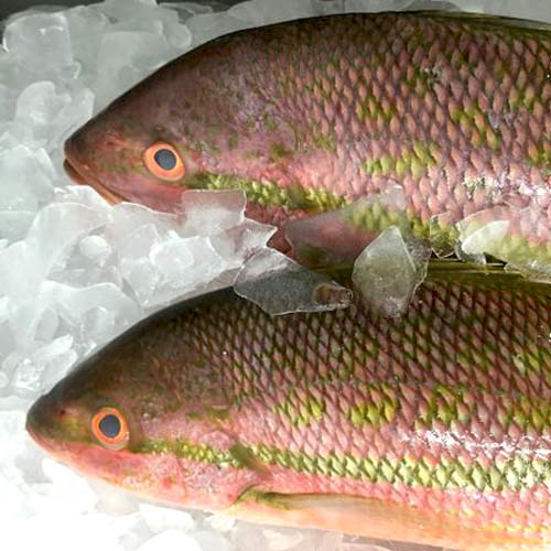 Yellow Tail Snapper sale at Don’s Dock