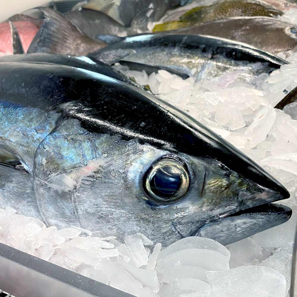 Blackfin Tuna Fresh on ice ready for sale