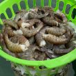 Gulf Brown Shrimp in basket, fresh from boat