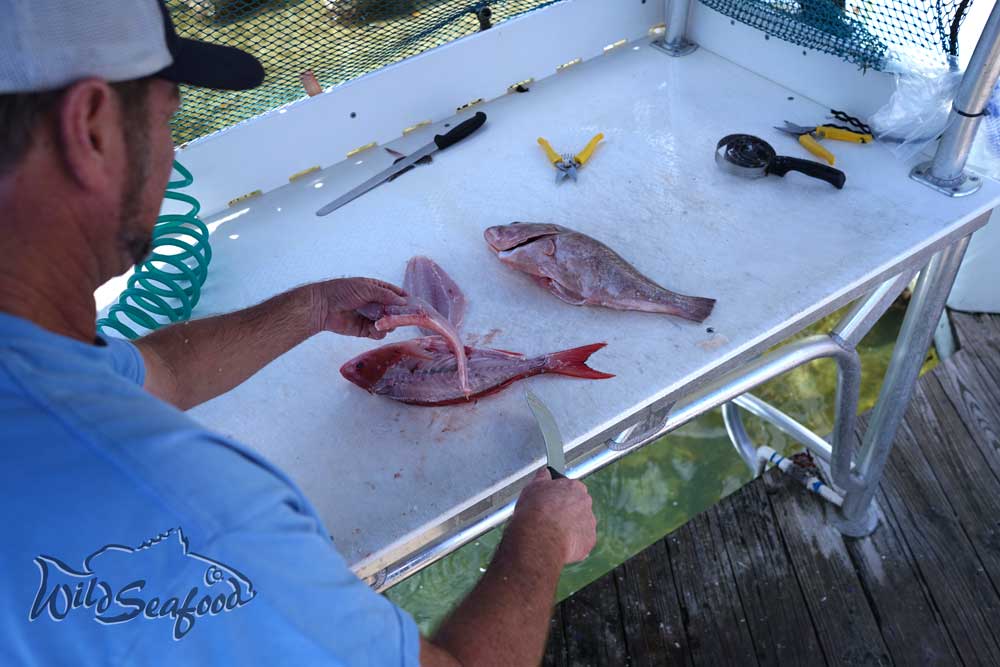 Red snapper and Grouper on fillet table at John's Pass in Madeira Beach