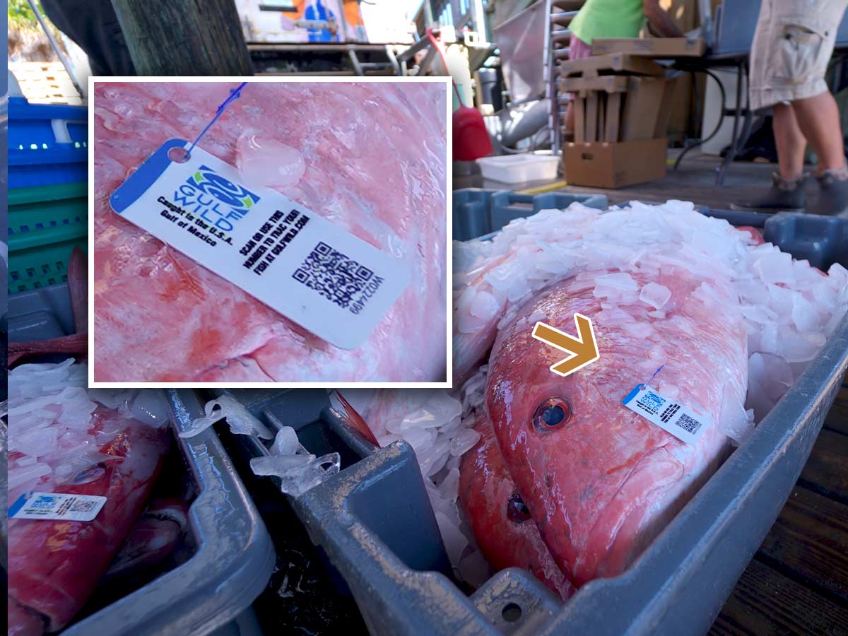 Gulf Wild tracking tag on red snapper