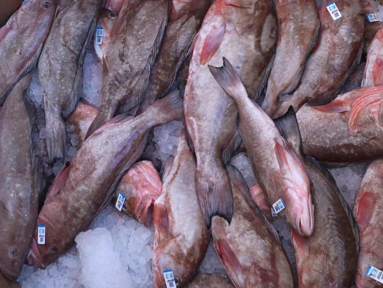 Grouper stored on ice at Wild Seafood Market