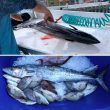Whole King Mackerel fish on ice
