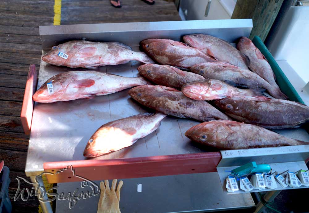 Grouper on Gulf Wild tag table at Don's Dock