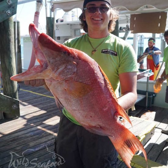 Large hog fish caught in Gulf of Mexico held by Wild Seafood Co crew member Noah