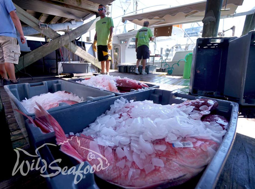 Red snapper under ice at dock during offload