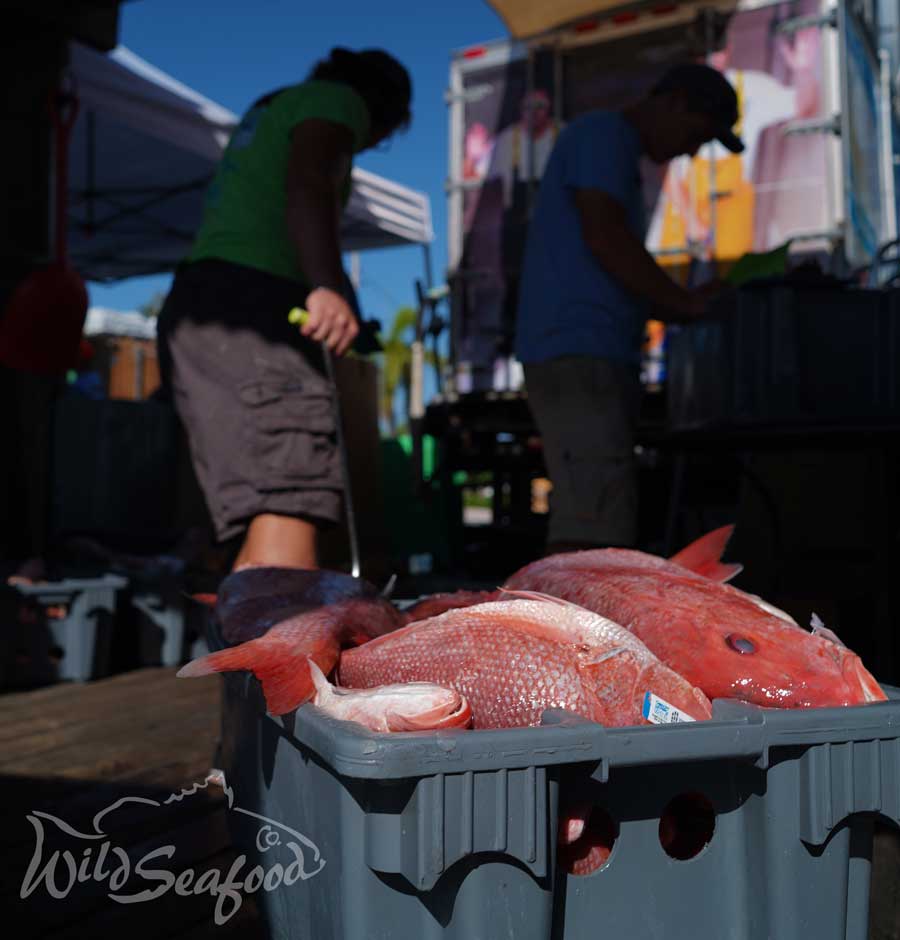 Red Snapper in bin during boat offload