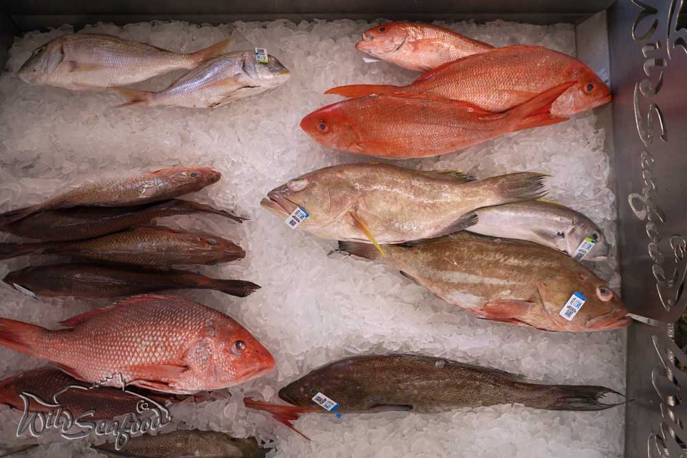 Snapper, Grouper and more on ice ready for sale