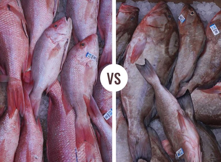 Red Snapper and Grouper