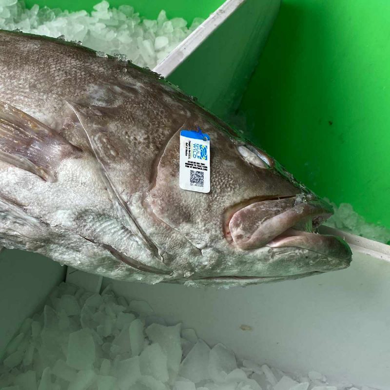 Snowy Grouper photo up close to fish head