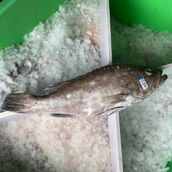 Snowy Grouper on ice ready for sale