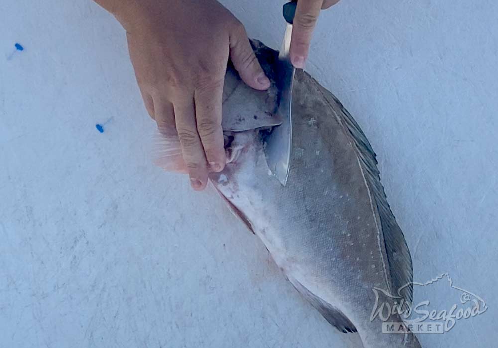Cut behind gils of Grouper