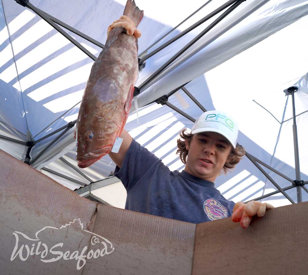 Adding Grouper to wholesale fish bin during boat offload