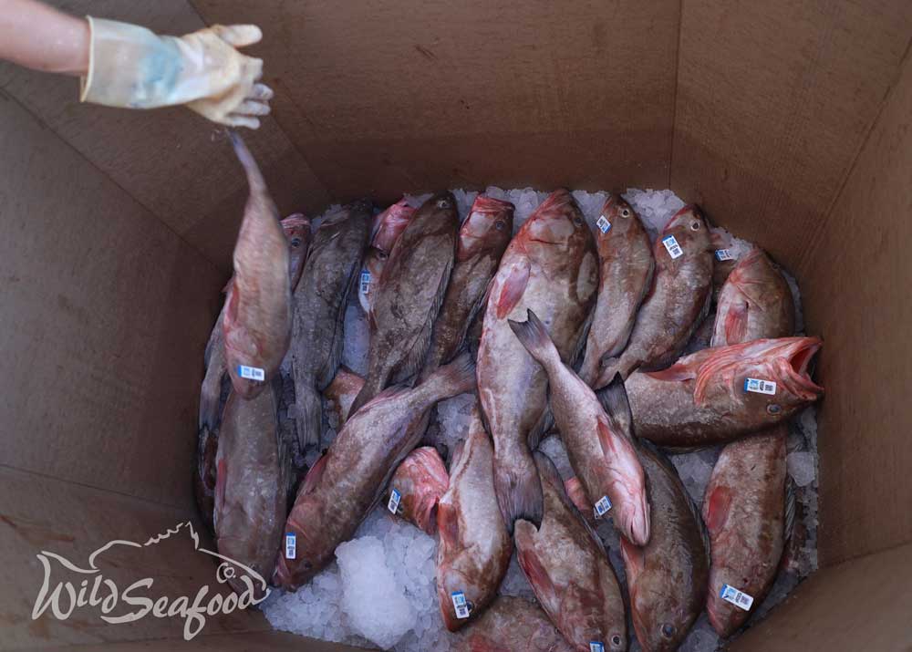 Grouper in storage bin after offload at Don's Dock