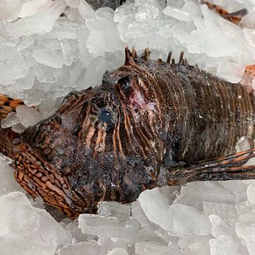 Lionfish, fresh on ice