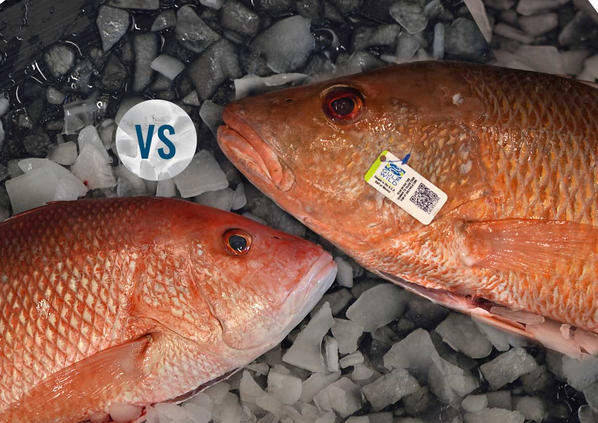 Mangrove Snapper and Red Snapper