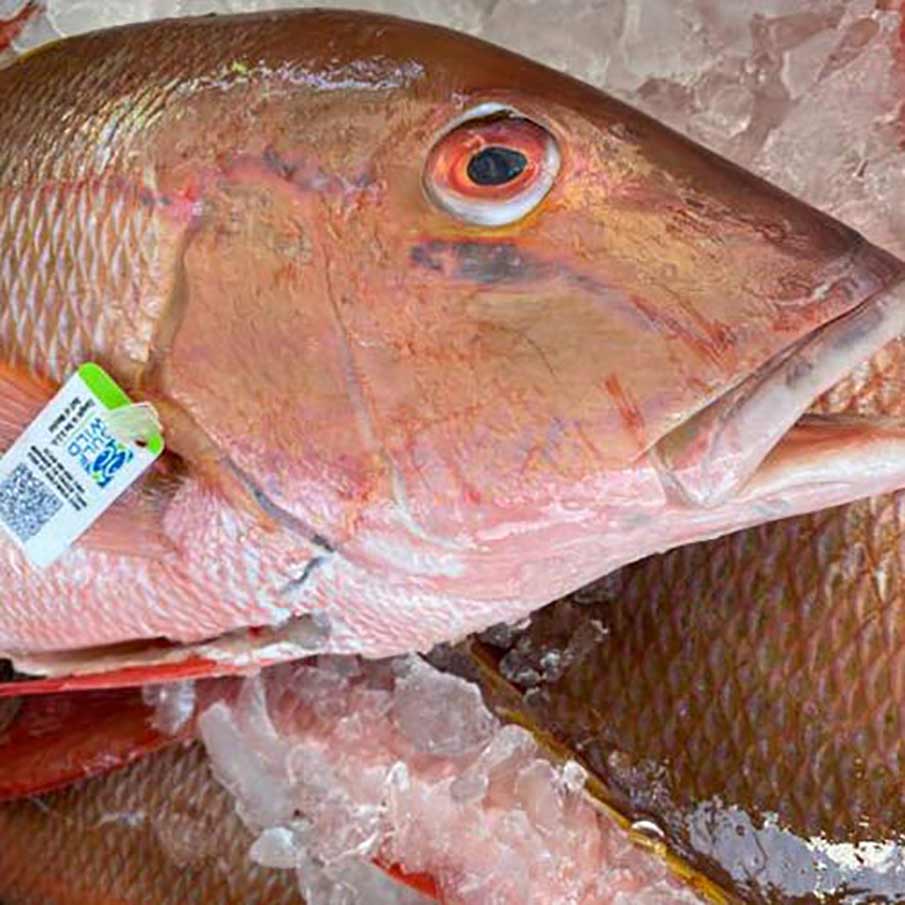 Mutton Snapper on ice after offload