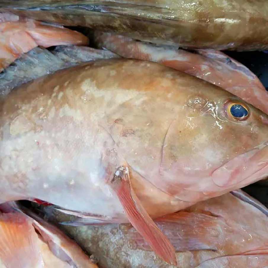 Close up image of Red Grouper
