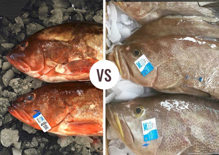 Red Grouper Vs Scamp Grouper, What’s the Difference? 
