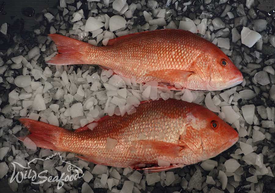 Whole Red Snapper on ice