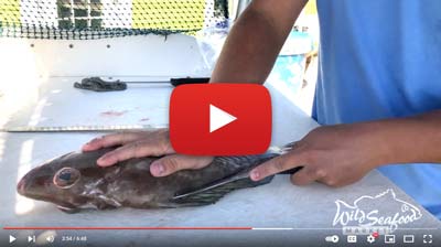 Watch video on how to fillet a fish
