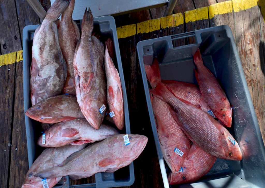 Grouper and Snapper Supply from offload