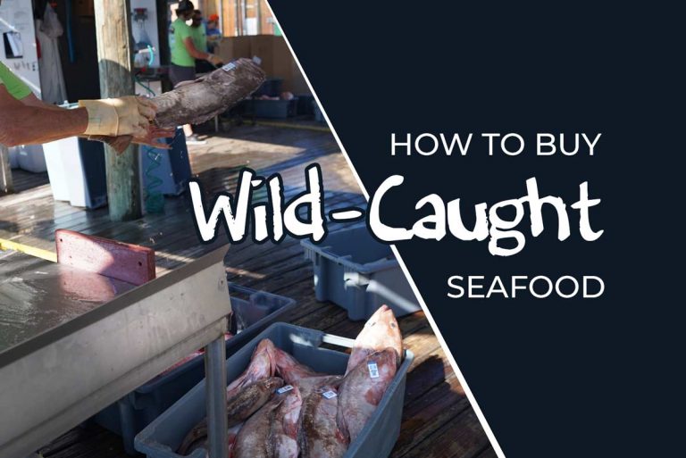 Wild caught fish and seafood at boat offload