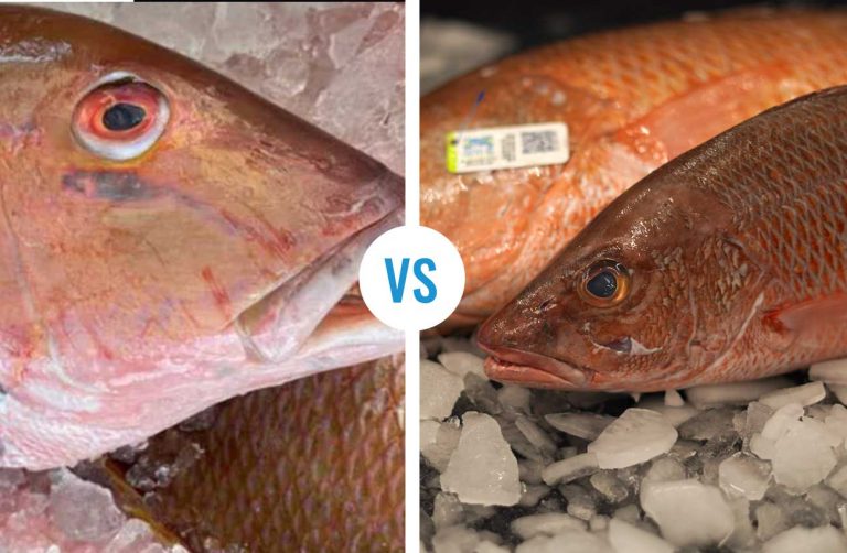 Mangrove Snapper compared to Mutton Snapper