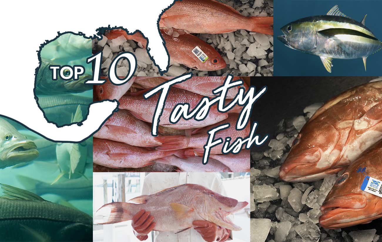 Aktiver Illustrer Teknologi Top 10 Tasty Fish In The Gulf Of Mexico |Wild Seafood Market