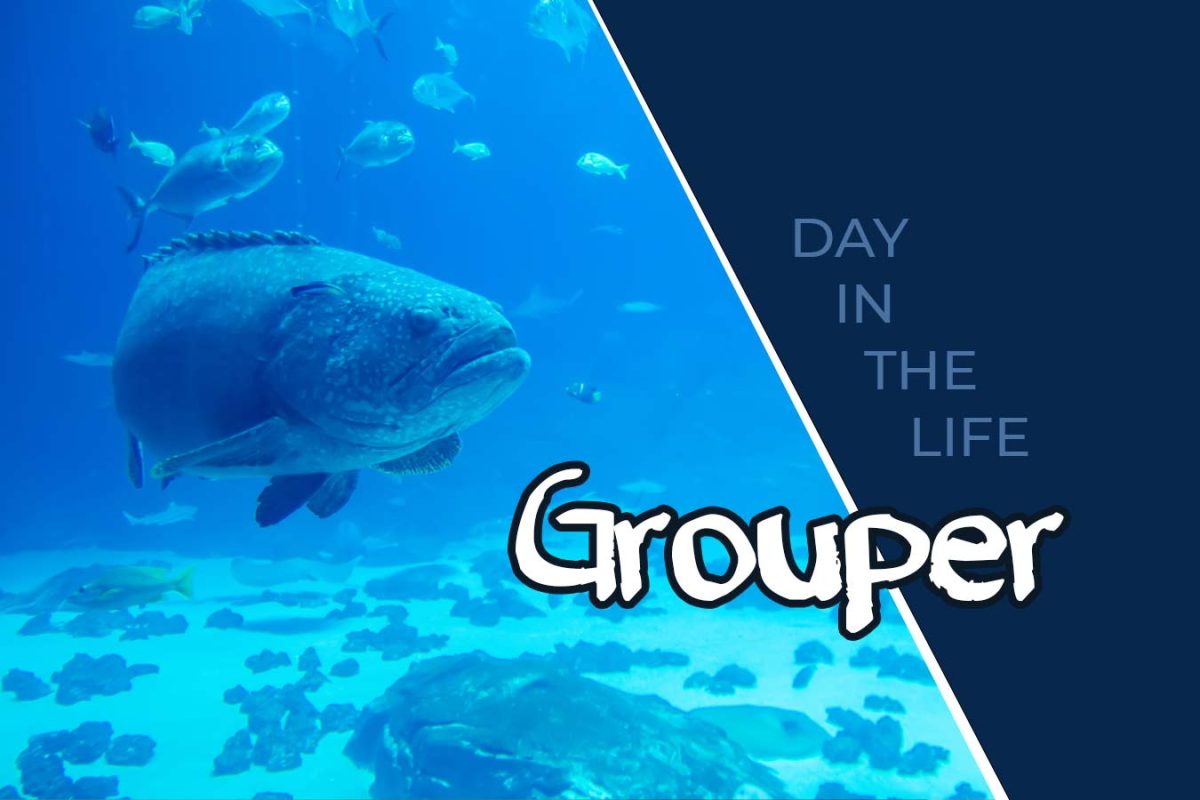 Grouper underwater in Gulf of Mexico