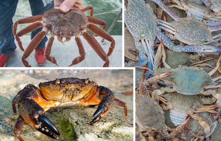 Gulf Stone Crabs: How They Compare